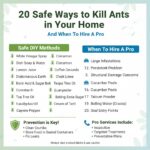 20 Safe Ways to Kill Ants in Your Home